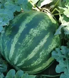 Насіння кавуна Ау Продюсер, 500 г (Innova Seeds)