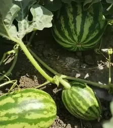 Семена арбуза Крымсон Мир, 500 г (Innova Seeds)