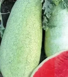 Насіння кавуна Чарльстон Грей, 500 г (United Genetiks)