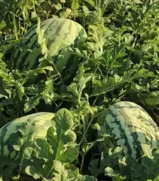 Семена арбуза Тамтам F1, п.е. 250 семян (Enza Zaden)