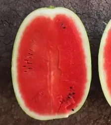 Семена арбуза Балатон F1, п.е. 1 тыс. семян (Syngenta)