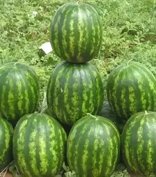 Семена арбуза Бархан F1, п.е. 1 тыс. семян (Syngenta)