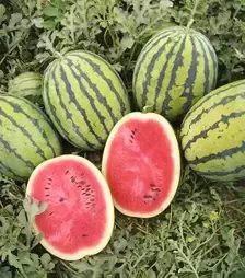 Насіння кавуна Бедуін F1, п.о. 200 насінин (Bejo)