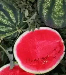 Насіння кавуна Біант F1, п.о. 1 тис. насінин (Yuksel Tohum)