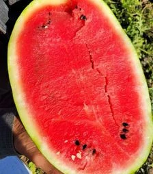 Семена арбуза Бинго F1, п.е. 1 тыс. семян