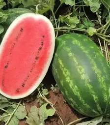 Семена арбуза Вирго F1, п.е. 1 тыс. семян (Hazera)