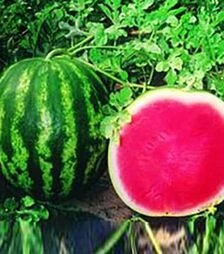 Семена арбуза Денвер F1, п.е. 1 тыс. семян (Коуэл)