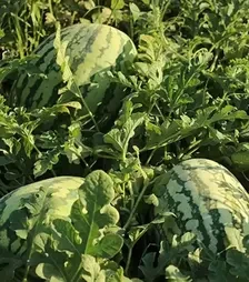 Семена арбуза Тамтам F1, п.е. 500 семян (Enza Zaden)