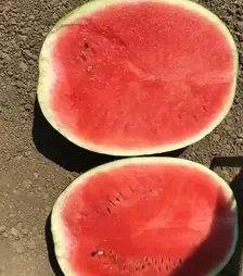 Насіння кавуна Епіка F1, п.о. 1 тис. насінин (Clause)