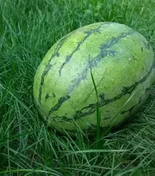 Насіння кавуна Єлов Лав F1, п.о. 1 тис. насінин