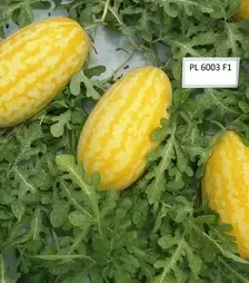 Семена арбуза Жако F1, п.е. 500 семян (Asia Seed)