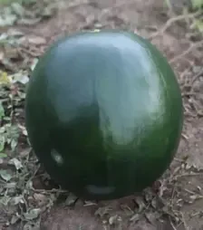 Семена арбуза Балу F1, п.е. 1 тыс. семян (Kitano Seeds)