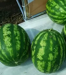 Семена арбуза Сан Мир F1, п.е. 500 семян (Cora Seeds)