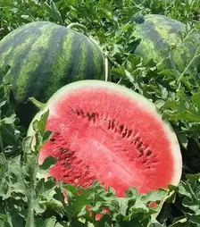 Насіння кавуна Крісбі F1, п.о. 1 тис. насінин (Nunhems)