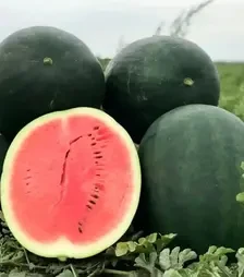 Семена арбуза Лахат F1, п.е. 500 семян (Hazera)