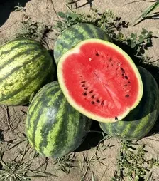 Семена арбуза Леджио F1, п.е. 500 семян (Sakata)