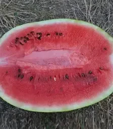 Семена арбуза Ледус F1, п.е. 1 тыс. семян (Lark Seeds)