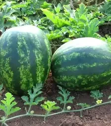 Насіння кавуна Атаман F1, п.о. 1 тис. насінин (Hazera)