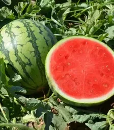 Семена арбуза Леопард F1, п.е. 500 семян (Hazera)