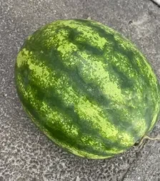 Семена арбуза Лимпопо F1, п.е. 1 тыс. семян (Spark Seeds)