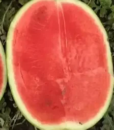 Насіння кавуна Мінерва F1, п.о. 1 тис. насінин (Takii Seed)