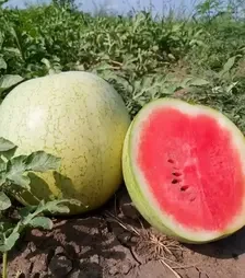 Семена арбуза Минипул F1, п.е. 1 тыс. семян (Hazera)