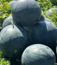 Семена арбуза Лориан F1, п.е. 1 тыс. семян (Syngenta)