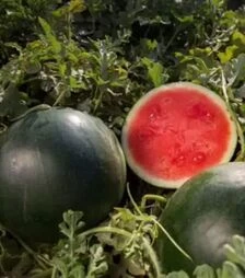 Насіння кавуна Титанія F1, п.о. 100 насінин (Rijk Zwaan)