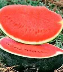 Семена арбуза Баронесса F1, п.е. 1 тыс. семян (Rijk Zwaan)