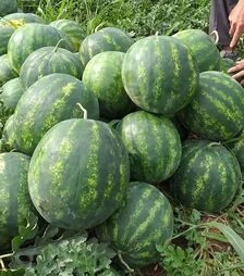 Семена арбуза Бонд F1, п.е. 1 тыс. семян (Cora Seeds)