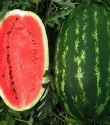Семена арбуза Карнаката F1, п.е. 1 тыс. семян (United Genetiks)