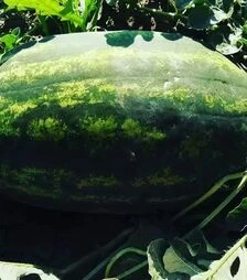 Семена арбуза Монро F1 (INX 1723 F1), п.е. 1 тыс. семян (Innova Seeds)