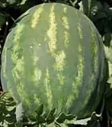 Семена арбуза Нептун F1, п.е. 1 тыс. семян (Takii Seed)