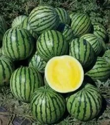 Семена арбуза Пекин F1, п.е. 1 тыс. семян (Nunhems)