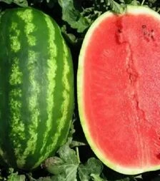 Семена арбуза Призматика F1, п.е. 1 тыс. семян (United Genetiks)
