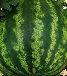 Семена арбуза Тейтум F1 (INX 1805), п.е. 1 тыс. семян (Innova Seeds)