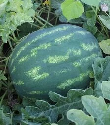 Насіння кавуна Шархан F1 (PL 6752 F1), п.о. 500 насінин (Bakker Brothers)