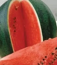 Насіння кавуна Шуга Бейбі, 500 г (United Genetiks)