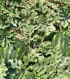 Семена арбуза Маристо F1, п.е. 500 семян (Enza Zaden)