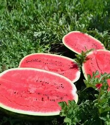 Насіння кавуна ES 75126 F1, п.о. 500 насінин (Ergon)