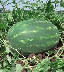 Насіння кавуна Bacкo F1, п.о. 1000 насінин (Hazera)