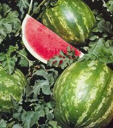 Насіння кавуна Кримсон Світ ББ, 500 г (Bakker Brothers)