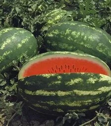 Семена арбуза Думара F1, п.е. 1000 семян (Nunhems)