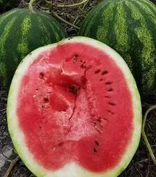 Насіння кавуна Авалон F1, п.о. 1000 насінин (Innova Seeds)