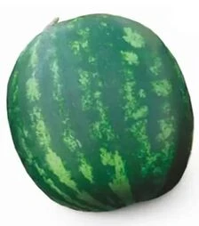 Семена арбуза Сан Мир F1, п.е. 1000 семян (Cora Seeds)