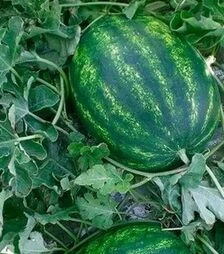 Семена арбуза Мисон F1, п.е. 1000 семян (Yuksel Tohum)