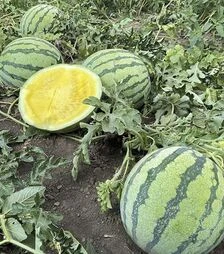 Семена арбуза Нинфеа F1, п.е. 100 семян (Hazera)