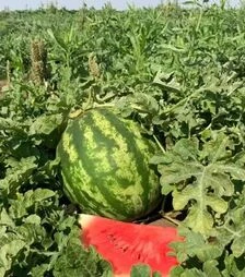 Семена арбуза НУН 21613 F1, п.е. 1000 семян (Nunhems)