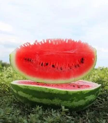 Насіння кавуна ES 75077 F1, п.о. 500 насінин (Ergon)