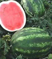 Семена арбуза Термез F1, п.е. 500 семян (Enza Zaden)